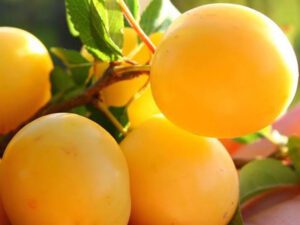 خرید نهال عمده قطره طلا