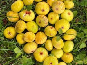 خرید نهال انجیر زرد + قیمت