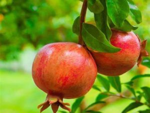 بهترین رقم انار