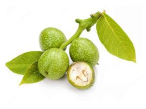 خرید نهال گردو هارتلی قیمت ان