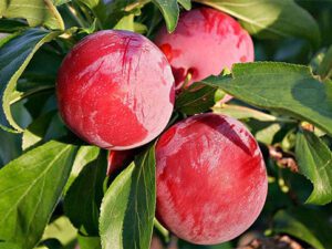 خرید نهال آلو سانتروزا +قیمت