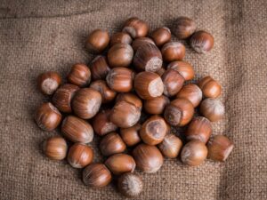 خرید نهال عمده فندق