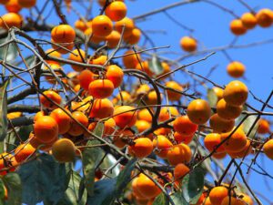 خرید نهال عمده خرمالو