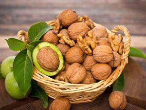 خرید نهال گردو فرنت و قیمت آن