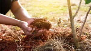 کود و سموم نهال گردو