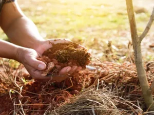 کود ریشه‌زا