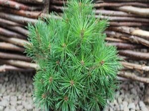 خرید نهال کاج موگو و قیمت