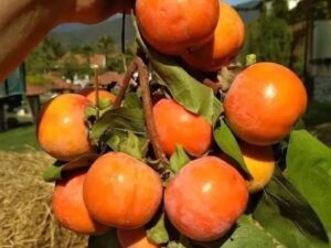 خرید نهال عمده خرمالو کرج