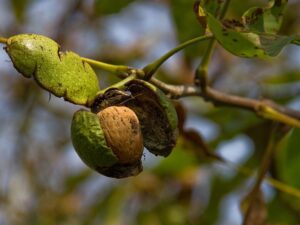 کدام نهال گردو بهتر است
