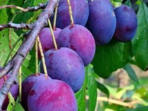 خرید نهال آلو خرمایی +قیمت