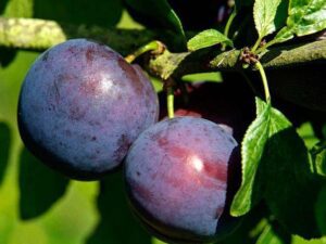 خرید عمده نهال آلو