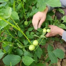 خرید نهال گردو اسراعیلی و قیمت ان