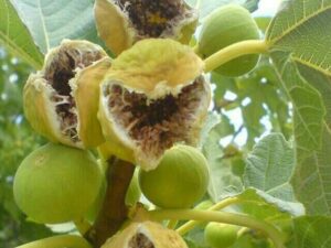 خرید نهال انجیر خشکباری و قیمت