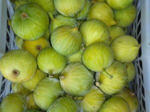 خرید نهال انجیر سفید و قیمت