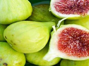 خرید نهال انجیر سبز و قیمت