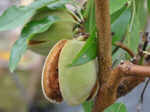 خرید نهال بادام تلخ +قیمت