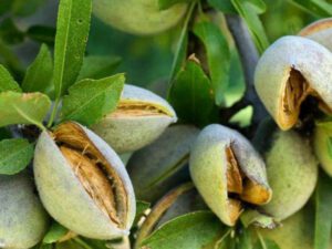 خرید نهال بادام تگزاس + قیمت