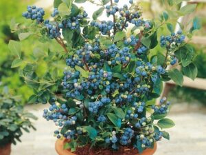 خرید نهال بلوبری و قیمت