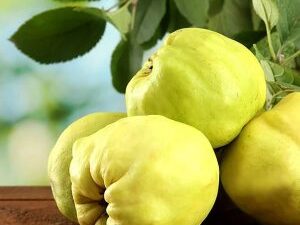 خرید نهال به ترش آذربایجان و قیمت