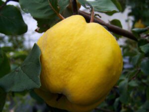 خرید نهال به ترش آذربایجان و قیمت