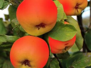 نهال میوه در کردان