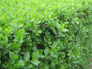 خرید نهال ترون و قیمت آن