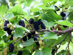 خرید نهال توت بدون استخوان و قیمت