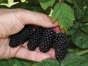 خرید نهال توت بدون استخوان و قیمت