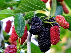 خرید نهال عمده توت