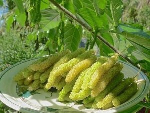 خرید نهال توت موزی زرد و قیمت