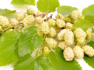 فروش نهال عمده توت