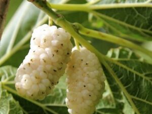 فروش نهال عمده توت