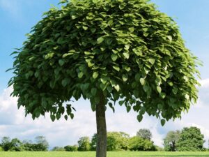 خرید نهال جوالدوز