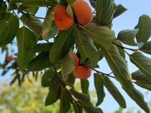 خرید نهال عمده خرمالو