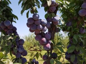 خرید نهال الو کالیفرنیا+قیمت