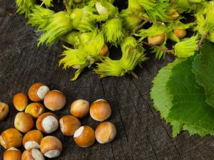 خرید نهال عمده فندق