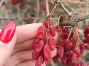 خرید نهال زرشک خوراکی و قیمت ان