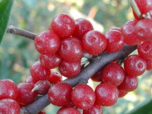 خرید نهال سیلور بری و قیمت