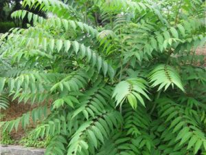 4 درختی که نباید داخل باغ کاشت