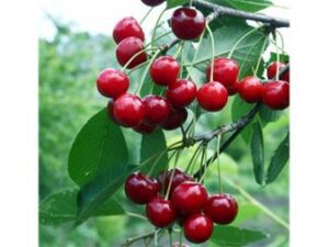 نهال برای مناطق سردسیر