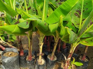 خرید نهال موز و قیمت