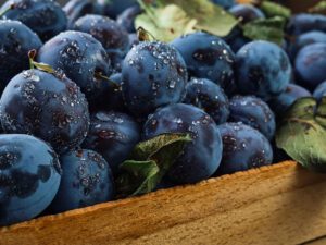 خرید نهال آلو برقانی + قیمت