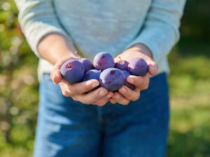 خرید نهال آلو برقانی + قیمت