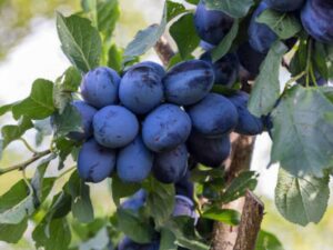 خرید نهال آلو خرمایی +قیمت