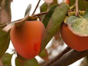 خرید نهال خرمالو سیبی و قیمت