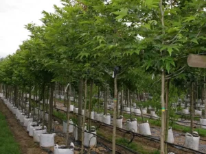 خرید نهال عمده چنار