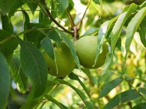 خرید نهال گردو فرنت و قیمت آن