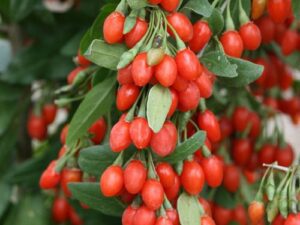 خرید نهال میوه خاص و قیمت نهال میوه خاص