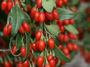 خرید نهال میوه خاص و قیمت نهال میوه خاص