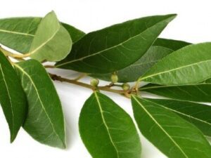 خرید نهال عمده برگ بو